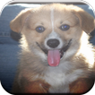 Corgi Game