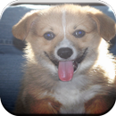 Corgi Game APK