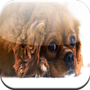 Cavalier King Charles Spaniel APK