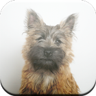 Cairn Terrier Game icône