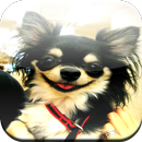 Chihuahua Game APK