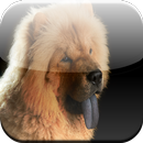 Chow Chow Game APK
