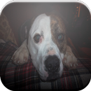 American Bulldog Game APK