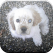 American Cocker Spaniel Game