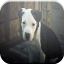 American Pit Bull Terrier Game APK