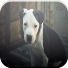 ikon American Pit Bull Terrier Game