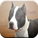 Staffordshire Terrier Game APK