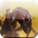 Ant Game APK
