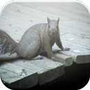 Animals Game APK