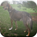 Alaskan Husky Game APK