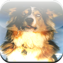 Australian Shepherd Game APK