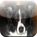Border Collie Game APK