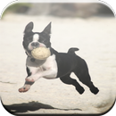 Boston Terrier Game APK