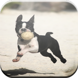Boston Terrier Game icon