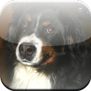 Bernese Mountain Dog Game APK