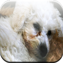 Bichon Frise Game APK