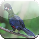Birds Game APK
