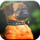 Brussels Griffon Game icon