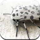 Bugs Game APK