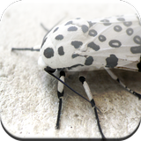 Bugs Game icono