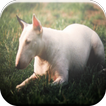 Bull Terrier Game