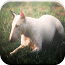 Bull Terrier Game APK