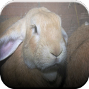Bunnies Game APK