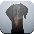 Doberman Pinscher Game APK
