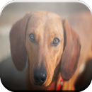 Dachshund Game APK