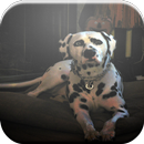 Dalmatian Game APK