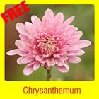 Chrysanthemum ikona