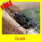 Cicada icône