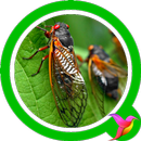 Cicada Sounds APK