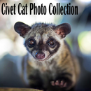 Civet Cat Photo Collection APK