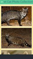 Civet Cat Photo Collection capture d'écran 2
