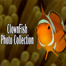 Clown Fish Collection APK