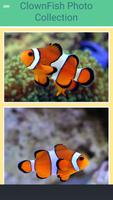 Clown Fish Collection Affiche