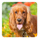 Cocker Spaniel Live Wallpaper APK