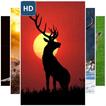 Cool Deer Wallpaper