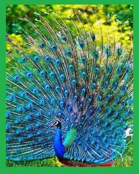 Gambar Peacock Bird Sound Effects Efek Suara Burung  Merak  