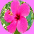 Collection of Ornamental Plants