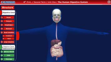 El-Moasser Digestive System 3D poster