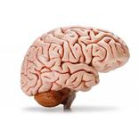 BRAIN&HEART-SmartDarasa