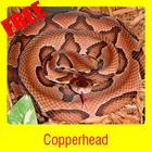 Copperhead icône