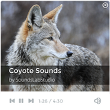 Icona Coyote Sounds