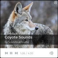Poster Coyote Sounds
