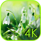 Macro Snowdrops Spring Live WP-icoon