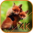 Playful little fox Live WP