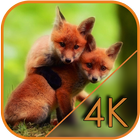 Playful little fox Live WP آئیکن