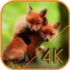 Playful little fox Live WP icon
